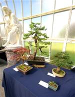 National Exhibition Bonsai Tree