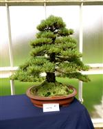 National Exhibition Bonsai Tree