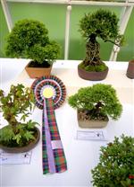 National Exhibition Bonsai Tree