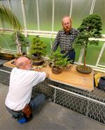 National Exhibition Bonsai Tree