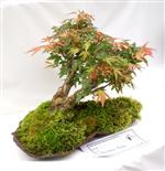 National Exhibition Bonsai Tree