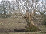An ancient oak in Dumfriesshire