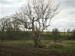 More ancient oak in Dumfries