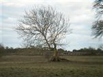 More ancient oak in Dumfries