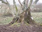 More ancient oak in Dumfries. Checkout the wiring!