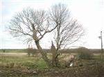 More ancient oak with natural damage