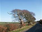 Windswept beech near Stranraer