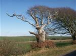 Close up of windswept beech near Stranraer. Yes it still lives.