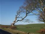 Windswept beech near Stranraer from a different angle