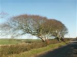 The whole group of windswept beech near Stranraer