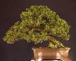 A Scots Pine