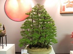 2013 Scottish Bonsai National Exhibition Show