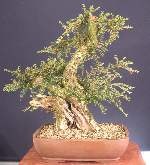 This cotoneaster collected in January 2010 is still under development.