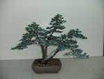 Juniper Meyerii repotted March 2011