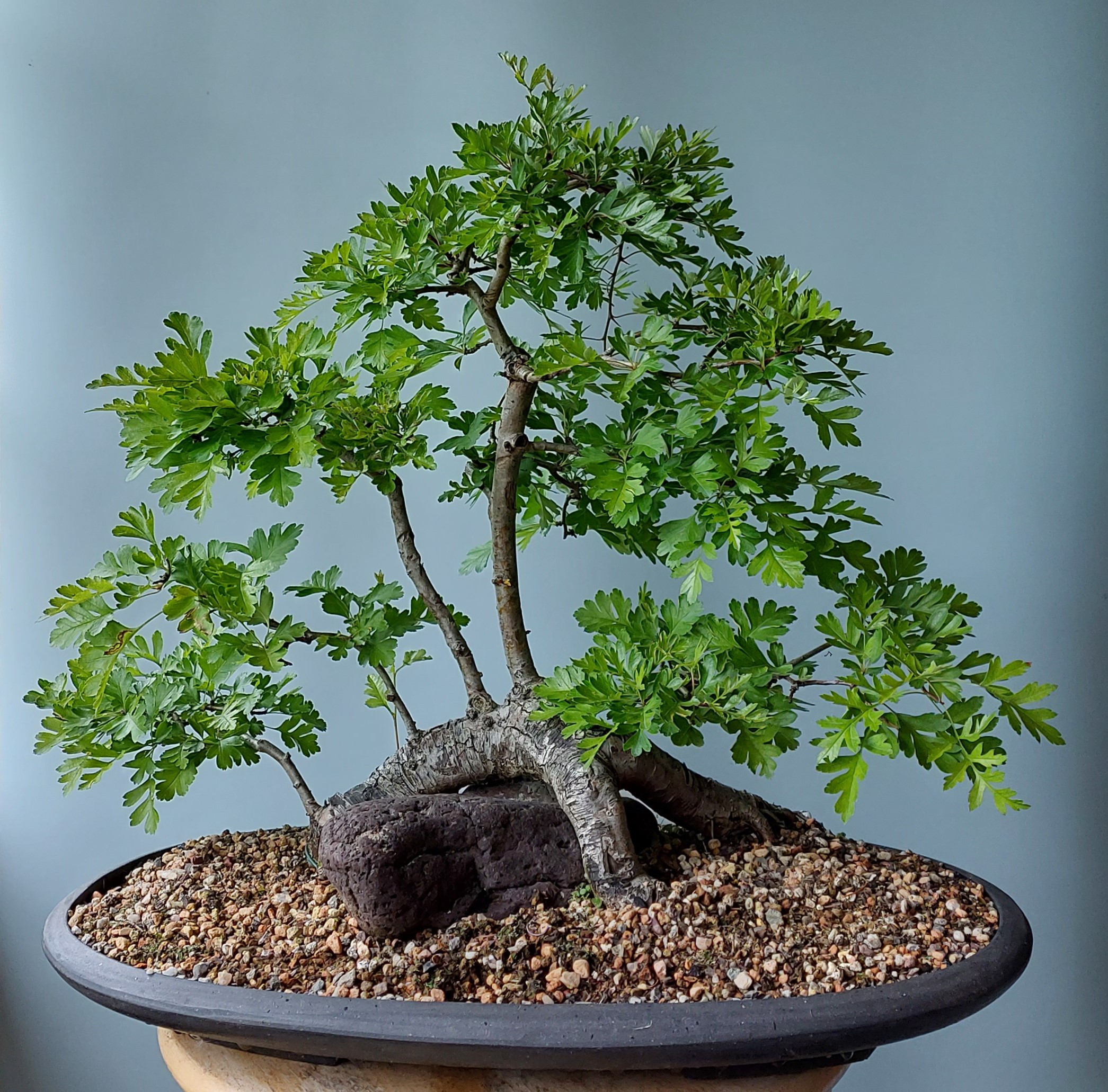 Hawthorn