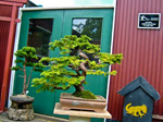 Descriptive bonsai image