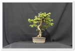 Bonsai Show Tree