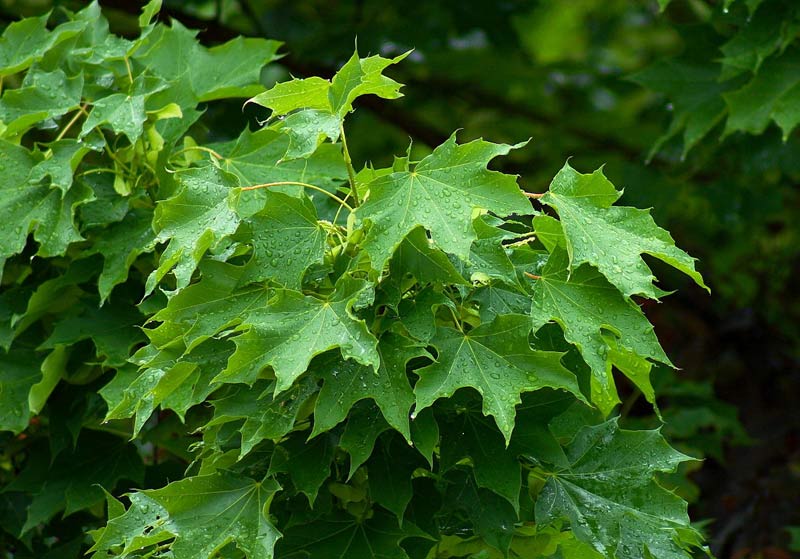 Acer Platanoides (Norway Maple) Bonsai Tree Type (Outdoors)