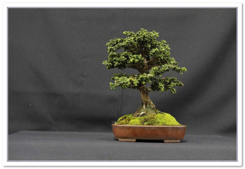 Chamaecyparis obtusa  Bonsai Tree Type (Outdoors)