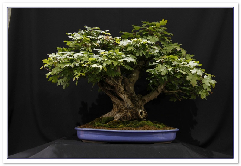 Maple - Field (Acer Campestre) Bonsai Tree Type (Outdoors)