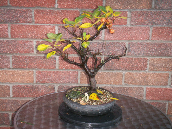 Abscission Bonsai Other