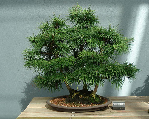 Golden Larch Bonsai Tree Type (Outdoors)