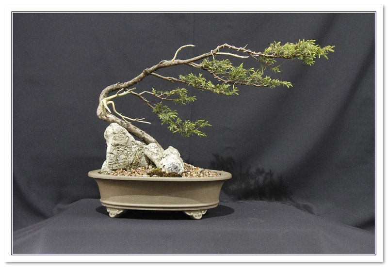 Juniper - Needle (Juniperus rigida/communis) Bonsai Tree Type (Outdoors)