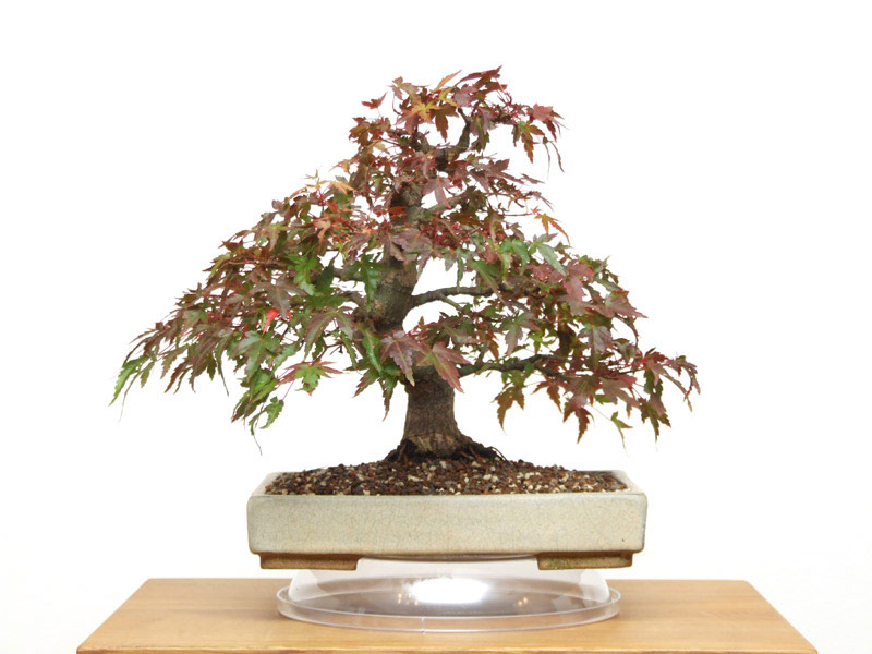 Acer (Genus) Bonsai Tree Type (Outdoors)
