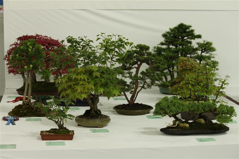 Bonsai Tree Species Bonsai Tree Type (Outdoors)