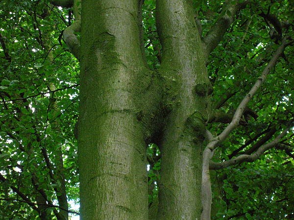 bonsai-beech_tree_trunk_inosculation.jpg image