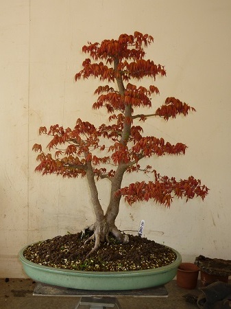 Maple - Japanese (Acer Palmatum) Bonsai Tree Type (Outdoors)