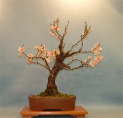 Apricot (Prunus mume) Bonsai Tree Type (Outdoors)