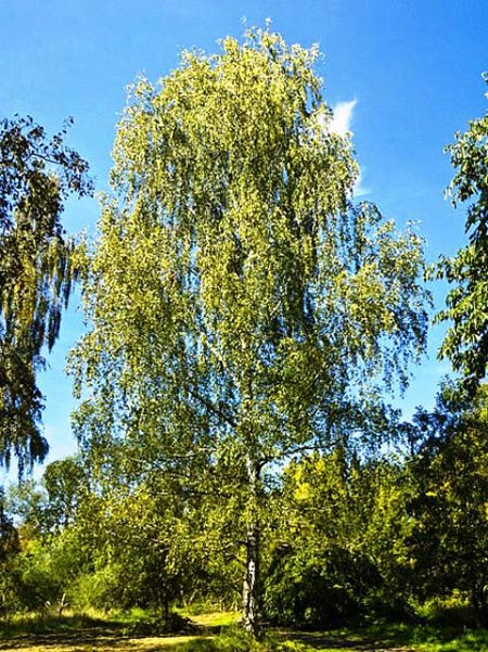 Birch Species Bonsai Tree Type (Outdoors)
