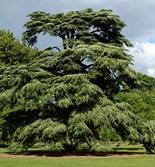 Cedar (Cedrus) Bonsai Tree Type (Outdoors)