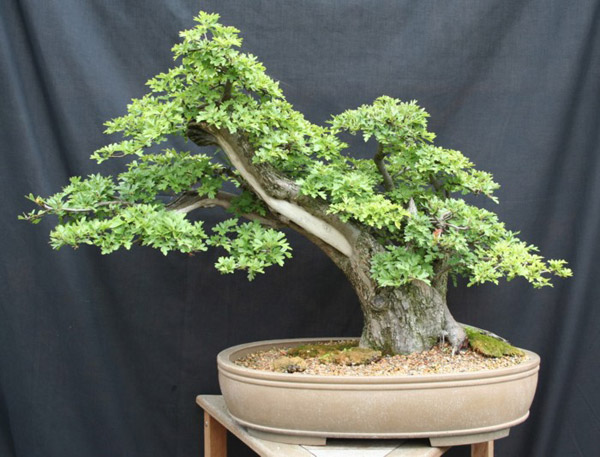 Hawthorn (Crataegus) Bonsai Tree Type (Outdoors)