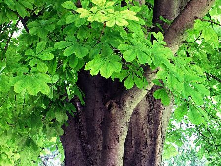 Horse Chestnut Bonsai Tree Type (Outdoors)