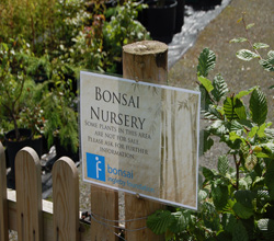 bonsai_ingleby_nursery_01.jpg image