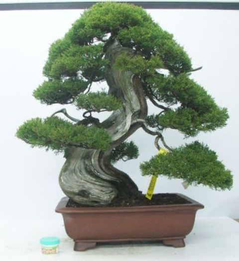 Itoigawa Juniper Bonsai Tree Type (Outdoors)