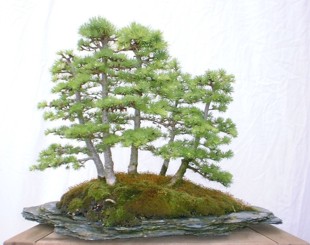 Larch (Larix) Bonsai Tree Type (Outdoors)