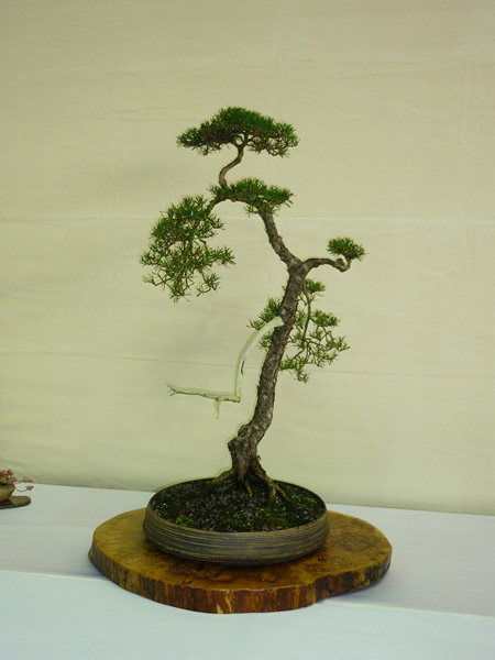 Bunjin Bonsai Tree Style