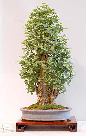 Maidenhair Tree (Ginkgo Biloba) Bonsai Tree Type (Outdoors)