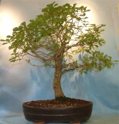 Oak - English (Quercus robur) Bonsai Tree Type (Outdoors)