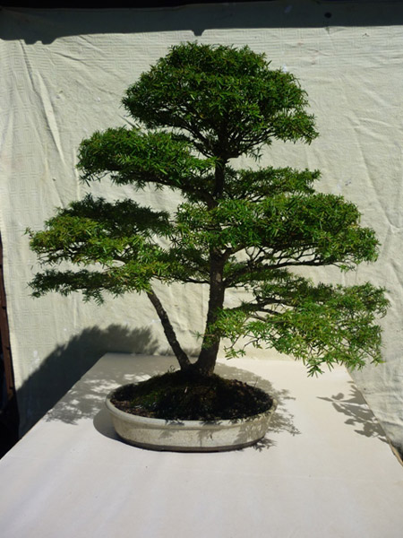 Hemlock - Western/Eastern (Tsuga heterophylla/canadensi Bonsai Tree Type (Outdoors)