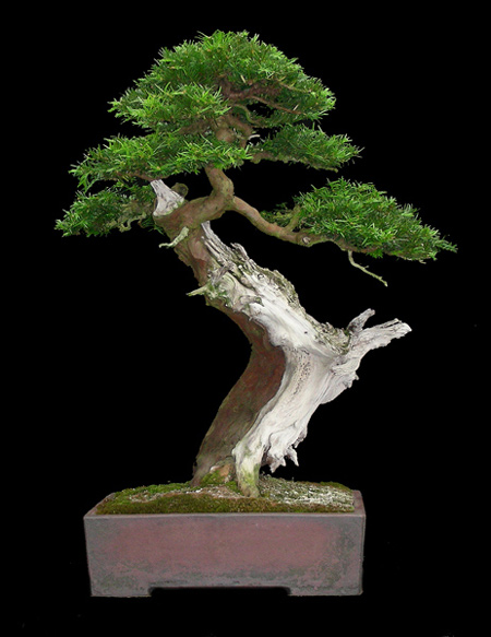 Yew - common (Taxus baccata) Bonsai Tree Type (Outdoors)