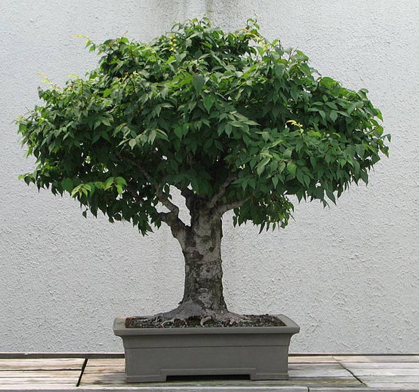 Zelkova (Japanese Elm) Bonsai Tree Type (Outdoors)