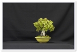 Trident Maple (Acer Buergerianum) Bonsai