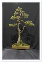 Scots Pine Bonsai Tree - GS2015 Bonsai Show