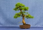 Larch Bonsai Tree - GS2017 Bonsai Show