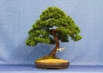 Chinese Juniper  (Blaaws) Bonsai Tree - GS2017 Bonsai Show