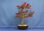 Copper Beech Bonsai Tree - GS2017 Bonsai Show